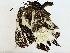  ( - BIOUG89945-B01)  @11 [ ] CreativeCommons - Attribution (2022) CBG Photography Group Centre for Biodiversity Genomics