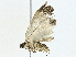  ( - BIOUG89945-B02)  @11 [ ] CreativeCommons - Attribution (2022) CBG Photography Group Centre for Biodiversity Genomics