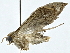  ( - BIOUG89945-C08)  @11 [ ] CreativeCommons - Attribution (2022) CBG Photography Group Centre for Biodiversity Genomics