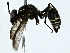  ( - BIOUG89946-B04)  @11 [ ] CreativeCommons - Attribution (2022) CBG Photography Group Centre for Biodiversity Genomics