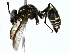  ( - BIOUG89946-B04)  @11 [ ] CreativeCommons - Attribution (2022) CBG Photography Group Centre for Biodiversity Genomics