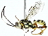  (Diacantharius Wahl01 - BIOUG89946-C05)  @14 [ ] CreativeCommons - Attribution (2022) CBG Photography Group Centre for Biodiversity Genomics