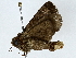 ( - BIOUG89983-G11)  @11 [ ] CreativeCommons - Attribution (2022) CBG Photography Group Centre for Biodiversity Genomics