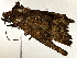  ( - BIOUG89983-H01)  @11 [ ] CreativeCommons - Attribution (2022) CBG Photography Group Centre for Biodiversity Genomics