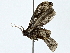  ( - BIOUG91401-E10)  @11 [ ] CreativeCommons - Attribution (2022) CBG Photography Group Centre for Biodiversity Genomics