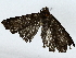  ( - BIOUG91401-G09)  @11 [ ] CreativeCommons - Attribution (2022) CBG Photography Group Centre for Biodiversity Genomics
