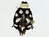  ( - BIOUG91402-F02)  @11 [ ] CreativeCommons - Attribution (2022) CBG Photography Group Centre for Biodiversity Genomics