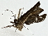  ( - BIOUG91403-C01)  @11 [ ] CreativeCommons - Attribution (2022) CBG Photography Group Centre for Biodiversity Genomics