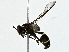  ( - BIOUG91403-C02)  @11 [ ] CreativeCommons - Attribution (2022) CBG Photography Group Centre for Biodiversity Genomics