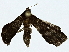  ( - BIOUG91403-F07)  @11 [ ] CreativeCommons - Attribution (2022) CBG Photography Group Centre for Biodiversity Genomics