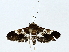  ( - BIOUG91403-F09)  @11 [ ] CreativeCommons - Attribution (2022) CBG Photography Group Centre for Biodiversity Genomics