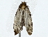  ( - BIOUG91403-G06)  @11 [ ] CreativeCommons - Attribution (2022) CBG Photography Group Centre for Biodiversity Genomics