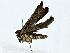 ( - BIOUG91403-G08)  @11 [ ] CreativeCommons - Attribution (2022) CBG Photography Group Centre for Biodiversity Genomics