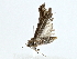  ( - BIOUG91404-F05)  @11 [ ] CreativeCommons - Attribution (2022) CBG Photography Group Centre for Biodiversity Genomics
