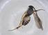  (Diolcogaster Malaise9826 - BIOUG98510-C03)  @11 [ ] CreativeCommons - Attribution (2023) Centre for Biodiversity Genomics Centre for Biodiversity Genomics
