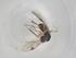  (Heterospilus Malaise8725 - BIOUG99472-A07)  @11 [ ] CreativeCommons - Attribution (2023) Centre for Biodiversity Genomics Centre for Biodiversity Genomics