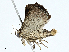  ( - BIOUG99525-G05)  @11 [ ] CreativeCommons - Attribution (2023) CBG Photography Group Centre for Biodiversity Genomics