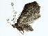  ( - BIOUG99525-H05)  @11 [ ] CreativeCommons - Attribution (2023) CBG Photography Group Centre for Biodiversity Genomics
