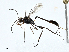  ( - BIOUG99528-B10)  @11 [ ] CreativeCommons - Attribution (2023) CBG Photography Group Centre for Biodiversity Genomics