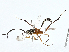  (cryptJanzen01 Malaise3544 - BIOUG99528-C04)  @11 [ ] CreativeCommons - Attribution (2023) CBG Photography Group Centre for Biodiversity Genomics