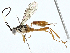  ( - BIOUG99528-C06)  @11 [ ] CreativeCommons - Attribution (2023) CBG Photography Group Centre for Biodiversity Genomics