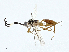  ( - BIOUG99528-C11)  @11 [ ] CreativeCommons - Attribution (2023) CBG Photography Group Centre for Biodiversity Genomics