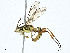  ( - BIOUG99529-A10)  @11 [ ] CreativeCommons - Attribution (2023) CBG Photography Group Centre for Biodiversity Genomics