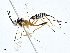  ( - BIOUG99529-B07)  @11 [ ] CreativeCommons - Attribution (2023) CBG Photography Group Centre for Biodiversity Genomics