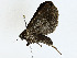  ( - BIOUG99529-F03)  @11 [ ] CreativeCommons - Attribution (2023) CBG Photography Group Centre for Biodiversity Genomics