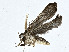  ( - BIOUG99529-G08)  @11 [ ] CreativeCommons - Attribution (2023) CBG Photography Group Centre for Biodiversity Genomics