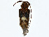  ( - BIOUG99530-A03)  @11 [ ] CreativeCommons - Attribution (2023) CBG Photography Group Centre for Biodiversity Genomics