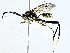  ( - BIOUG99530-C04)  @11 [ ] CreativeCommons - Attribution (2023) CBG Photography Group Centre for Biodiversity Genomics