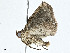  ( - BIOUG99530-F06)  @11 [ ] CreativeCommons - Attribution (2023) CBG Photography Group Centre for Biodiversity Genomics