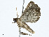  ( - BIOUG99530-F08)  @11 [ ] CreativeCommons - Attribution (2023) CBG Photography Group Centre for Biodiversity Genomics