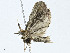  ( - BIOUG99530-F11)  @11 [ ] CreativeCommons - Attribution (2023) CBG Photography Group Centre for Biodiversity Genomics