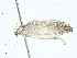  ( - BIOUG99545-C06)  @11 [ ] CreativeCommons - Attribution (2023) CBG Photography Group Centre for Biodiversity Genomics