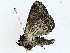  ( - BIOUG99546-C05)  @11 [ ] CreativeCommons - Attribution (2023) CBG Photography Group Centre for Biodiversity Genomics