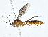  ( - BIOUG99546-G03)  @11 [ ] CreativeCommons - Attribution (2023) CBG Photography Group Centre for Biodiversity Genomics