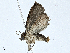  ( - BIOUG99547-F10)  @11 [ ] CreativeCommons - Attribution (2023) CBG Photography Group Centre for Biodiversity Genomics