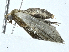 ( - BIOUG99547-H11)  @11 [ ] CreativeCommons - Attribution (2023) CBG Photography Group Centre for Biodiversity Genomics