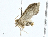  ( - BIOUG99548-A07)  @11 [ ] CreativeCommons - Attribution (2023) CBG Photography Group Centre for Biodiversity Genomics