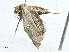  ( - BIOUG99548-A08)  @11 [ ] CreativeCommons - Attribution (2023) CBG Photography Group Centre for Biodiversity Genomics