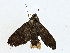  ( - BIOUG99548-B03)  @11 [ ] CreativeCommons - Attribution (2023) CBG Photography Group Centre for Biodiversity Genomics
