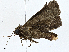  ( - BIOUG99548-B06)  @11 [ ] CreativeCommons - Attribution (2023) CBG Photography Group Centre for Biodiversity Genomics