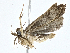  ( - BIOUG99548-D05)  @11 [ ] CreativeCommons - Attribution (2023) CBG Photography Group Centre for Biodiversity Genomics