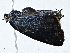  ( - CBG-A00282-F10)  @11 [ ] CreativeCommons - Attribution (2023) CBG Photography Group Centre for Biodiversity Genomics