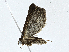  ( - CBG-A00282-F11)  @11 [ ] CreativeCommons - Attribution (2023) CBG Photography Group Centre for Biodiversity Genomics