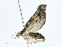  ( - CBG-A00283-B04)  @11 [ ] CreativeCommons - Attribution (2023) CBG Photography Group Centre for Biodiversity Genomics