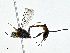  ( - CBG-A00283-F02)  @11 [ ] CreativeCommons - Attribution (2023) CBG Photography Group Centre for Biodiversity Genomics