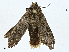  ( - CBG-A00284-A07)  @11 [ ] CreativeCommons - Attribution (2023) CBG Photography Group Centre for Biodiversity Genomics